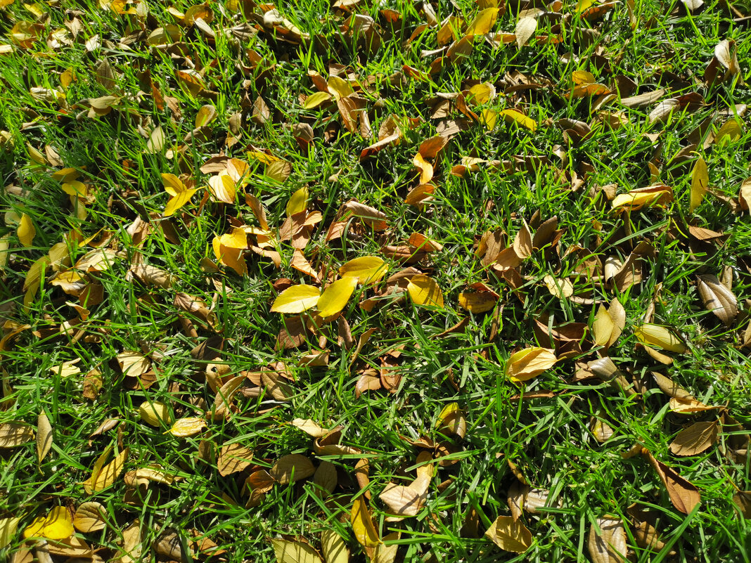 Трава - Александр Деревяшкин