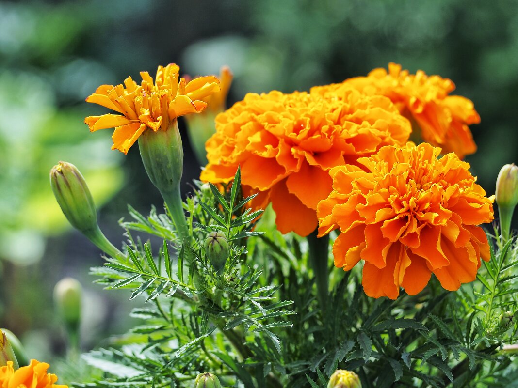 Солнечные цветочки ... - Дмитрий Солнечные цветочки ... - Дмитрий