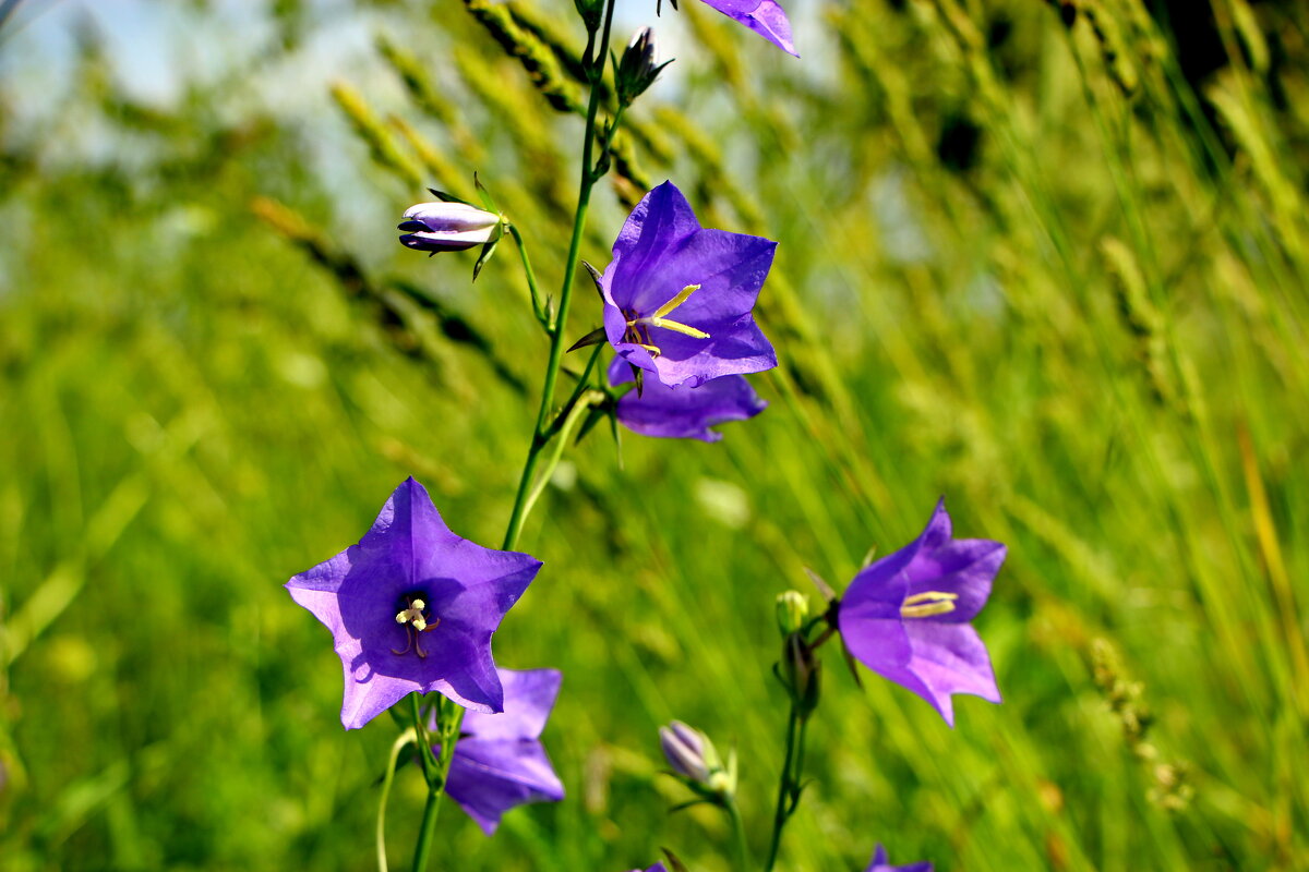 Лето. - Анатолий Борисов Лето. - Анатолий Борисов