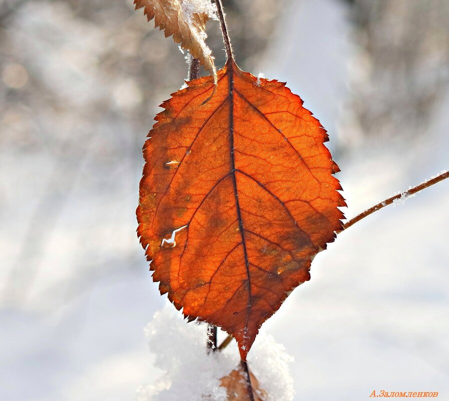 Ещё немного цвета в декабре... - Андрей Заломленков Ещё немного цвета в декабре... - Андрей Заломленков