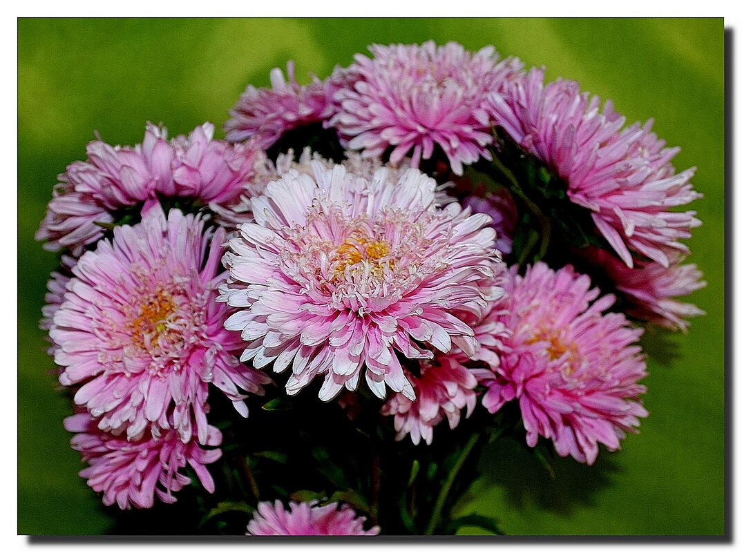 КРАСОТКИ ОСЕНИ ПРЕКРАСНОЙ - Анатолий Восточный КРАСОТКИ ОСЕНИ ПРЕКРАСНОЙ - Анатолий Восточный