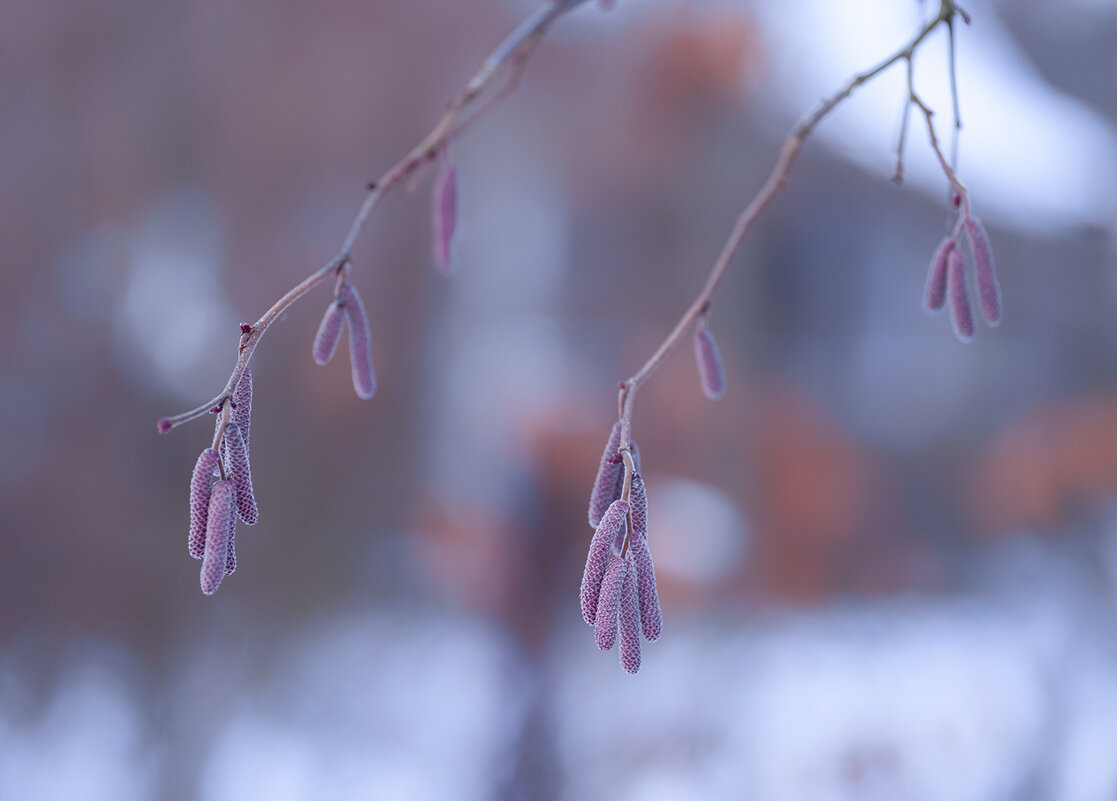 catkins of hazel - Zinovi Seniak