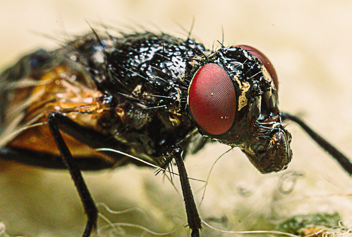 *** - Виктор Ноговицин