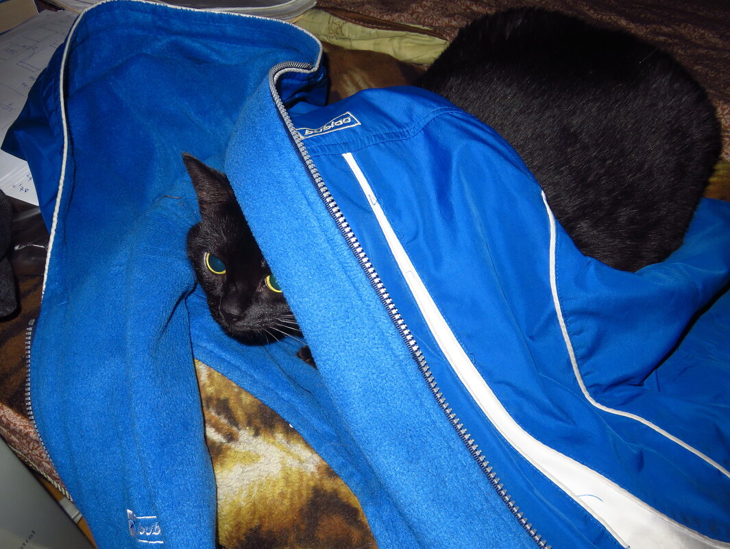 Моя Багира. Игра в прятки - Андрей Лукьянов Моя Багира. Игра в прятки - Андрей Лукьянов