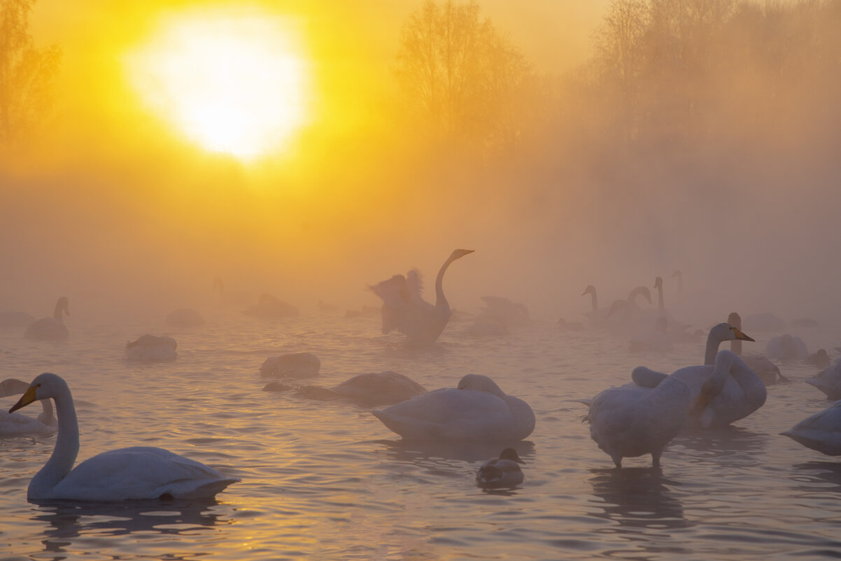 Озеро Лебяжье. - Георгий 