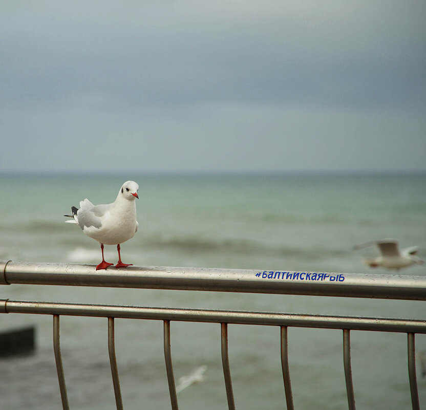 ... - Liliya ... - Liliya