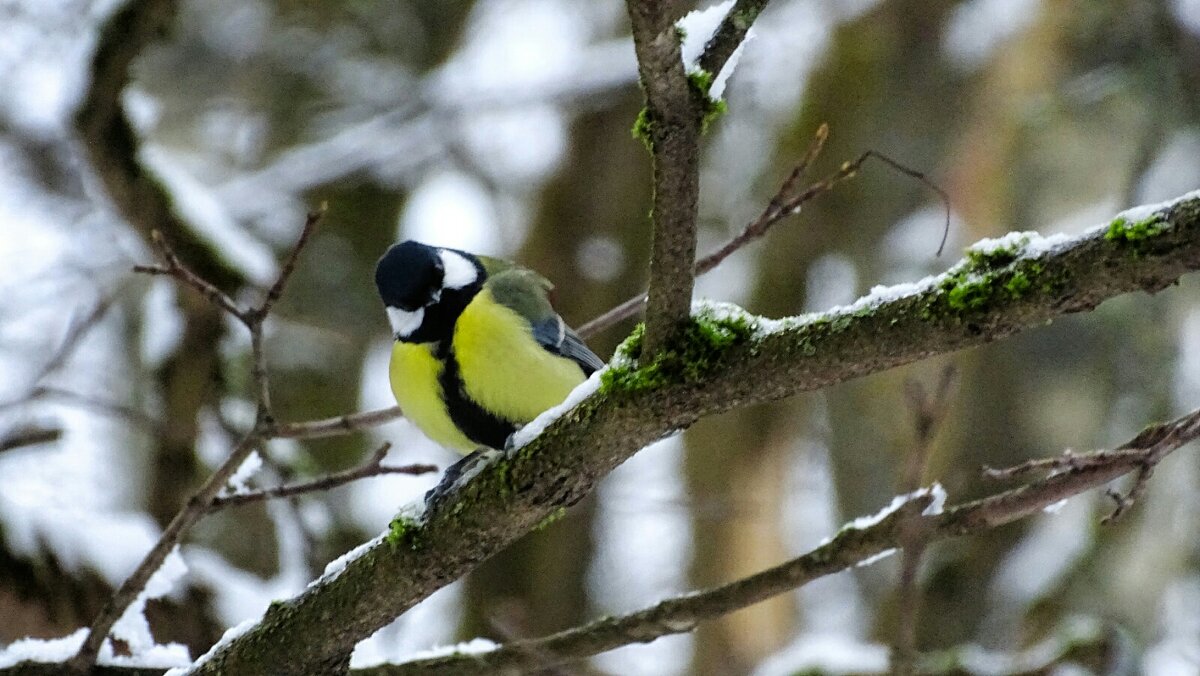 Синица в городском парке. - Милешкин Владимир Алексеевич Синица в городском парке. - Милешкин Владимир Алексеевич