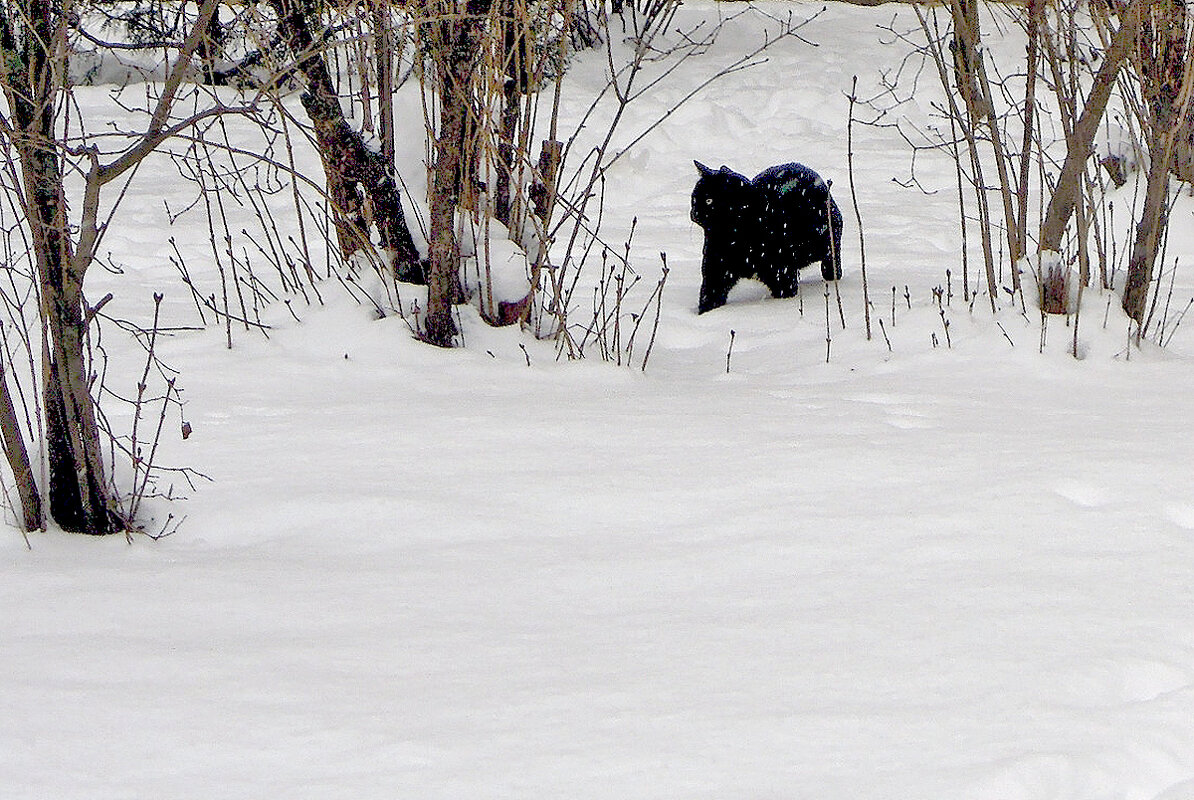 - А мне снег нипочём! ) - Тамара Бедай - А мне снег нипочём! ) - Тамара Бедай