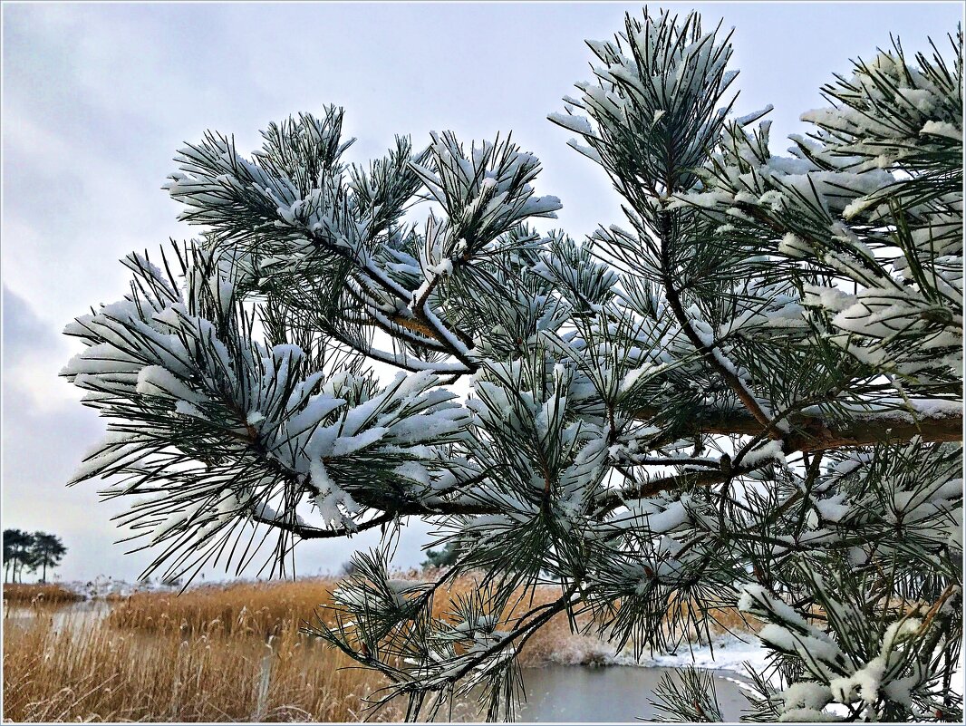 Сосна у залива. - Валерия Комова