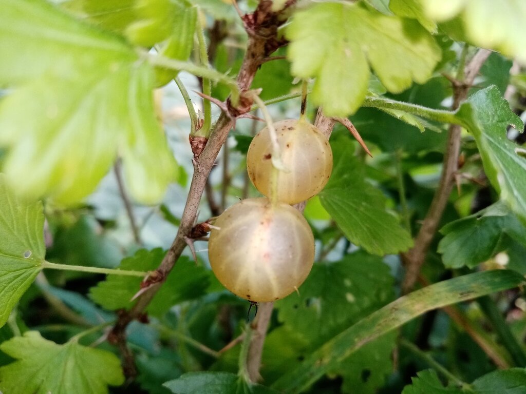 Крыжовник... - BoxerMak Mak