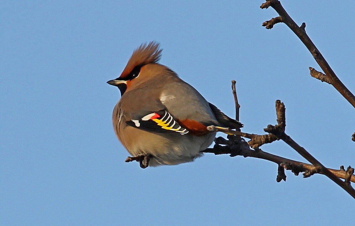 Пухляш - tamara kremleva