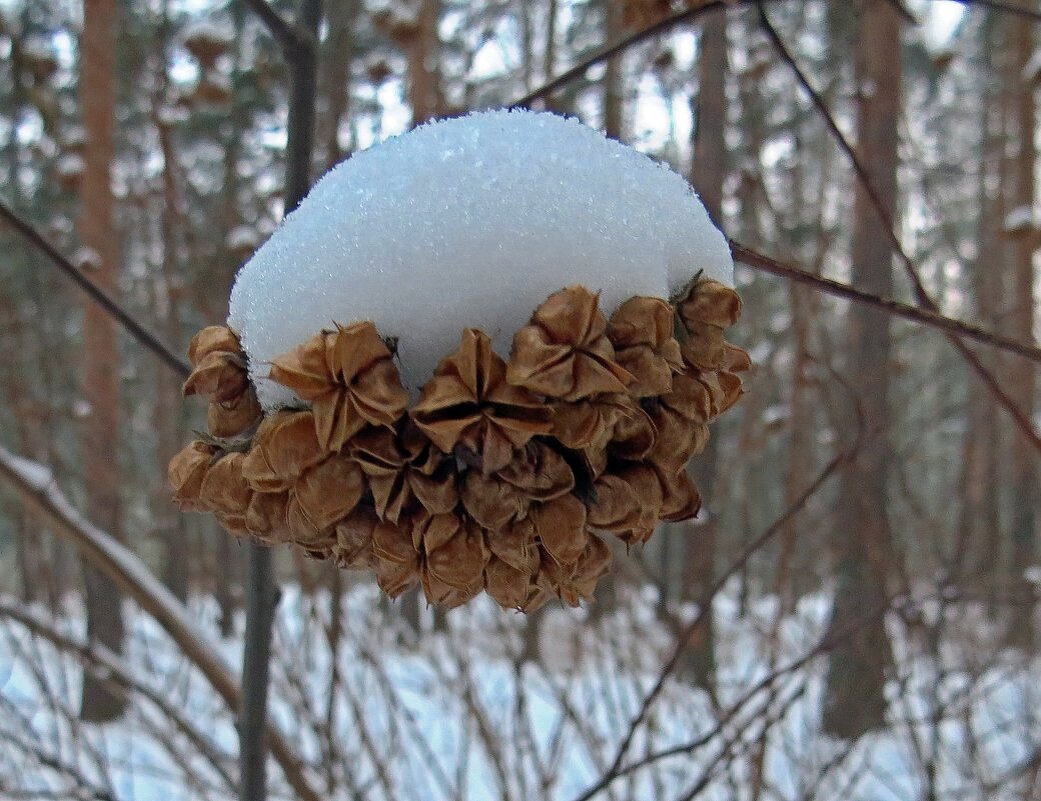 В лесу - Вера Щукина