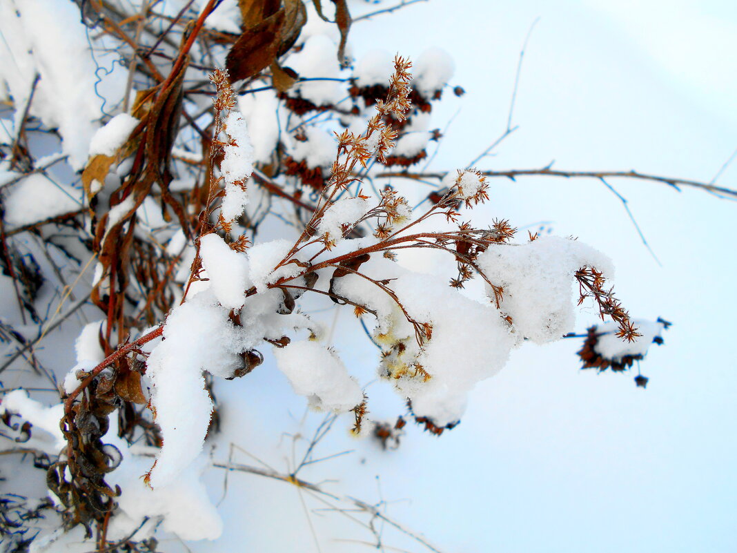 Пушистый золотарник - Игорь Чуев