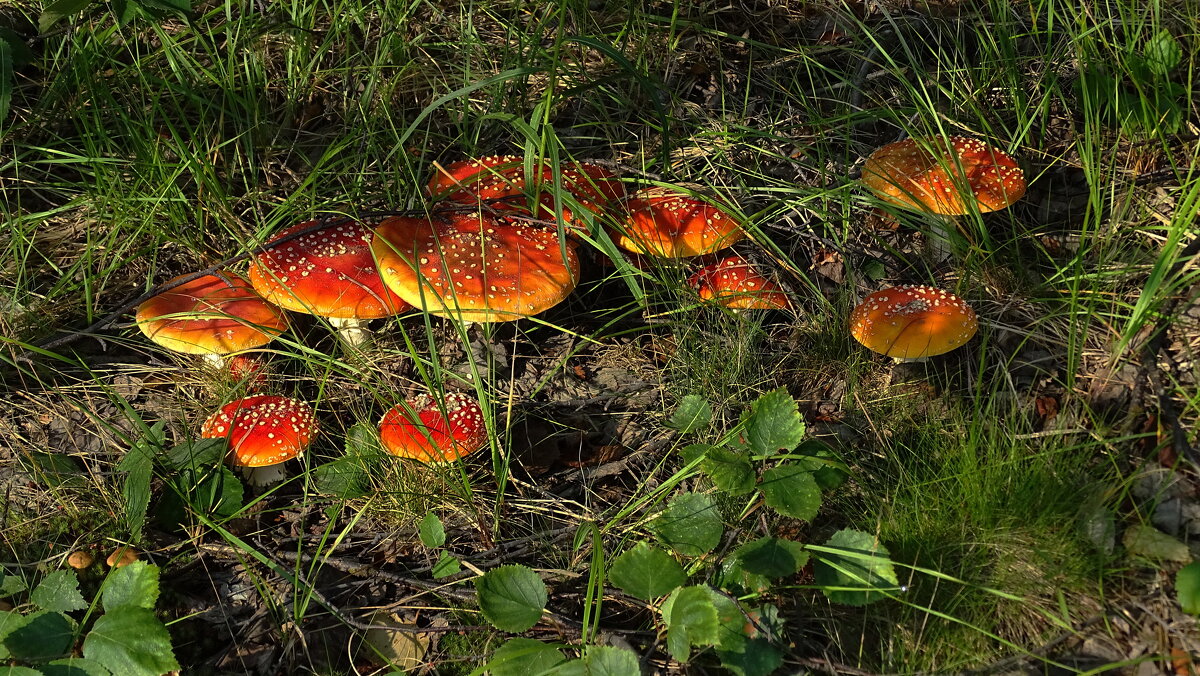 Урожай..:)) - Леонид Балатский