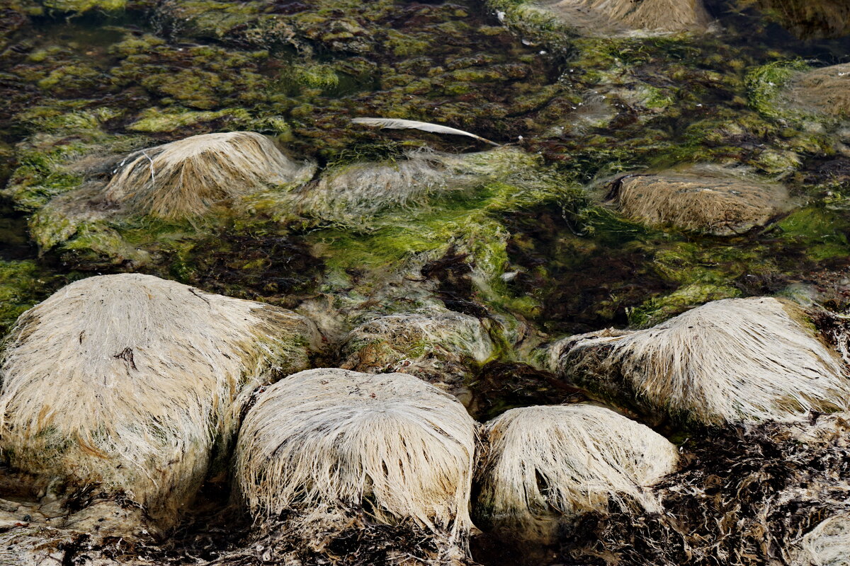 Балтийский берег. - Murat Bukaev 