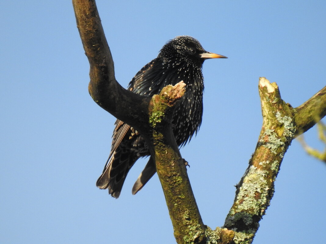 Скворец в январе - Natalia Harries Скворец в январе - Natalia Harries
