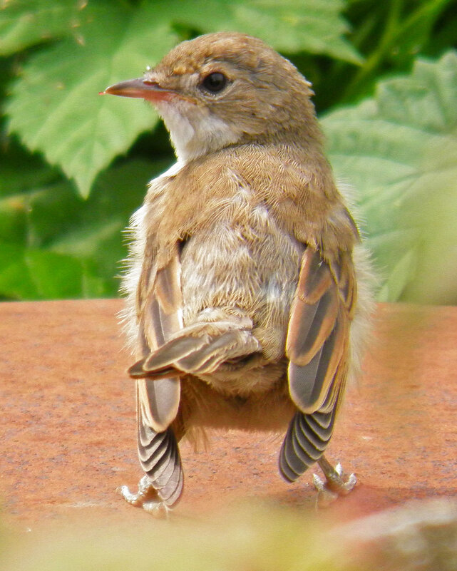 Серая славка - Константин Ординарцев Серая славка - Константин Ординарцев