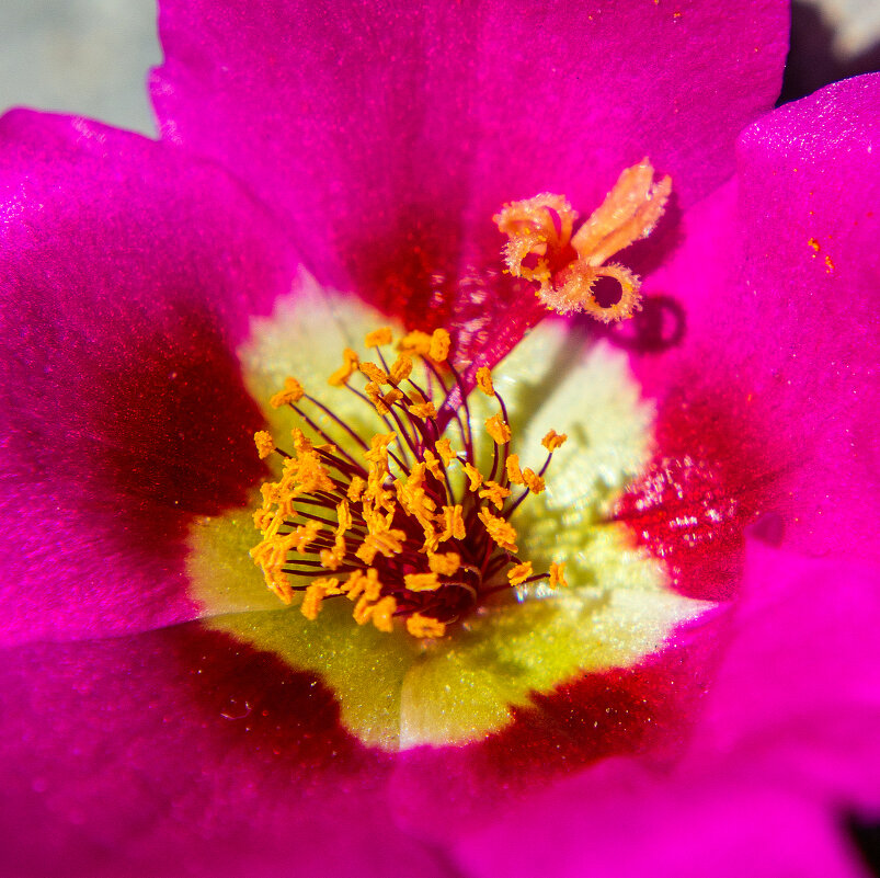 портулак IMG_0889 - Олег Петрушин портулак IMG_0889 - Олег Петрушин