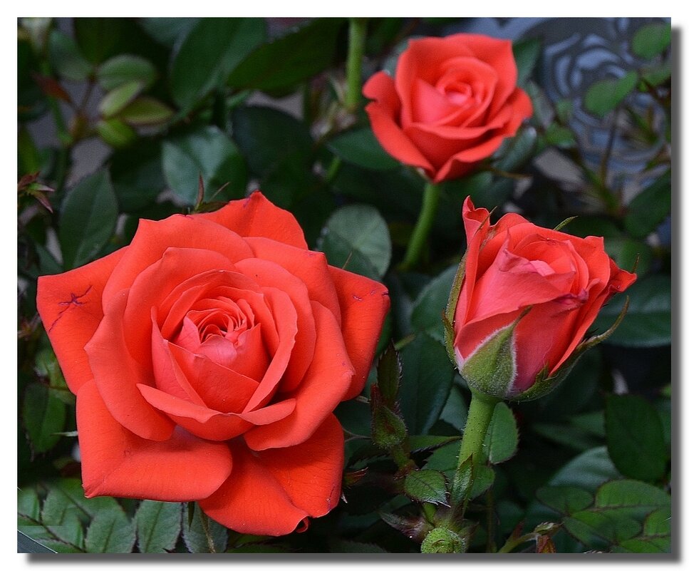 РАДОСТЬ НЕЖНОСТИ И ЖИЗНИ - Анатолий Восточный РАДОСТЬ НЕЖНОСТИ И ЖИЗНИ - Анатолий Восточный