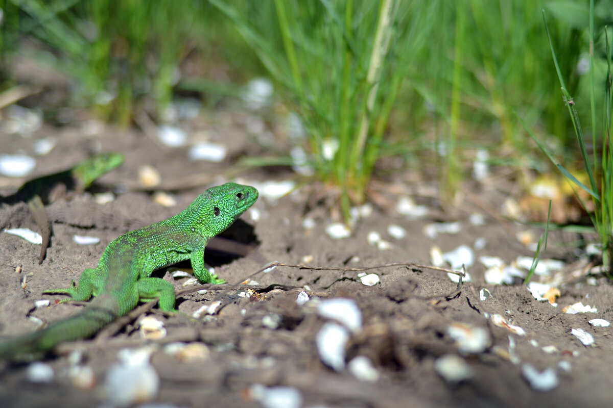 ящерица - Александр Леонов