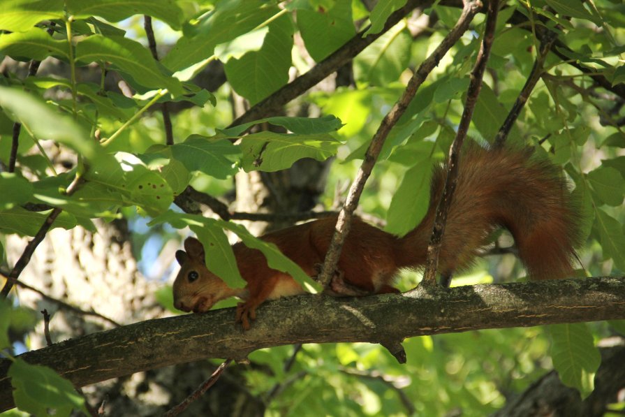 Squirrel - Роман Комина