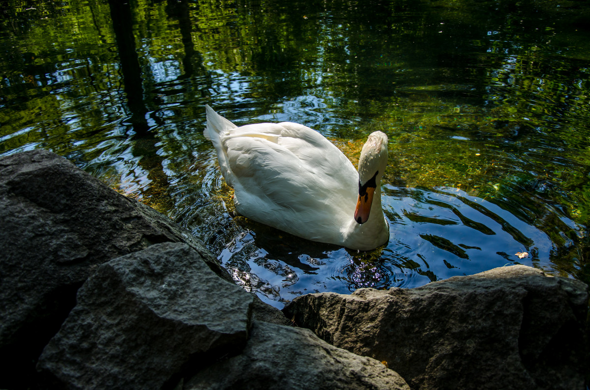 Лебедь - Михаил Пилипчук