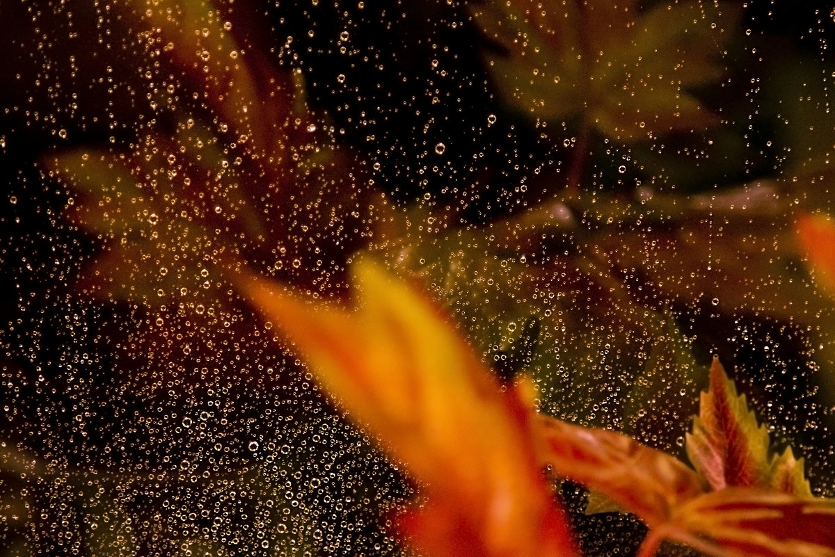 осенний дождь - Nataliia Bido осенний дождь - Nataliia Bido