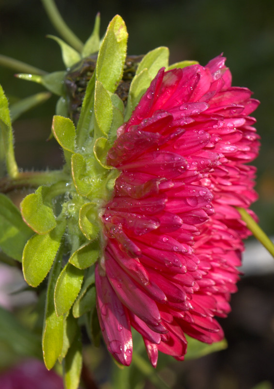 Цветочки. - ed stonе