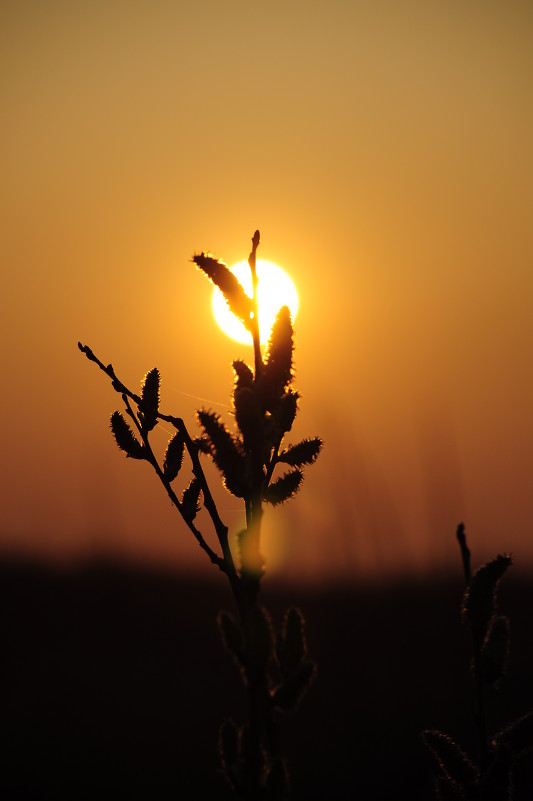 Sun flower - Никита Балуев