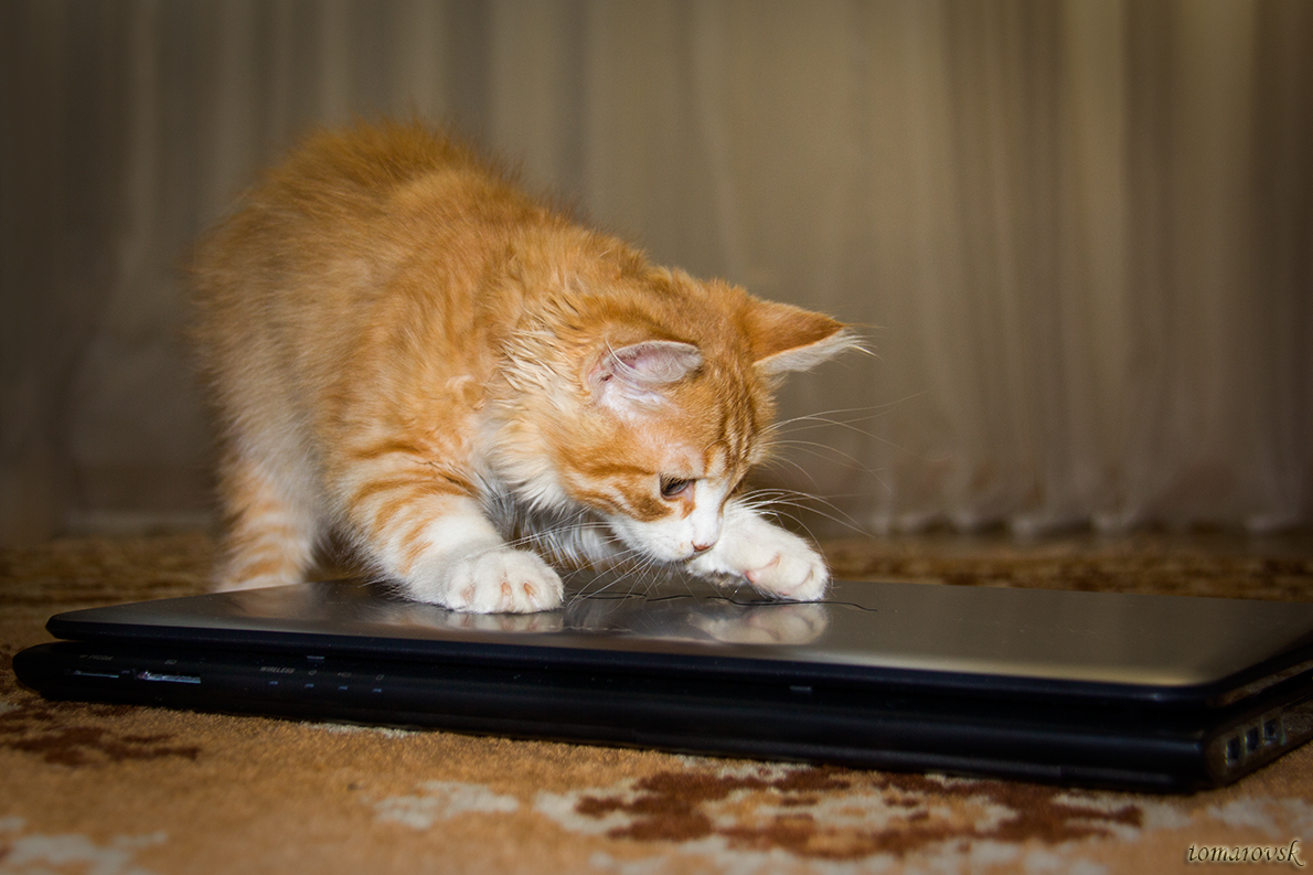 И где тут мышка прячется? - Ольга Томаровская И где тут мышка прячется? - Ольга Томаровская