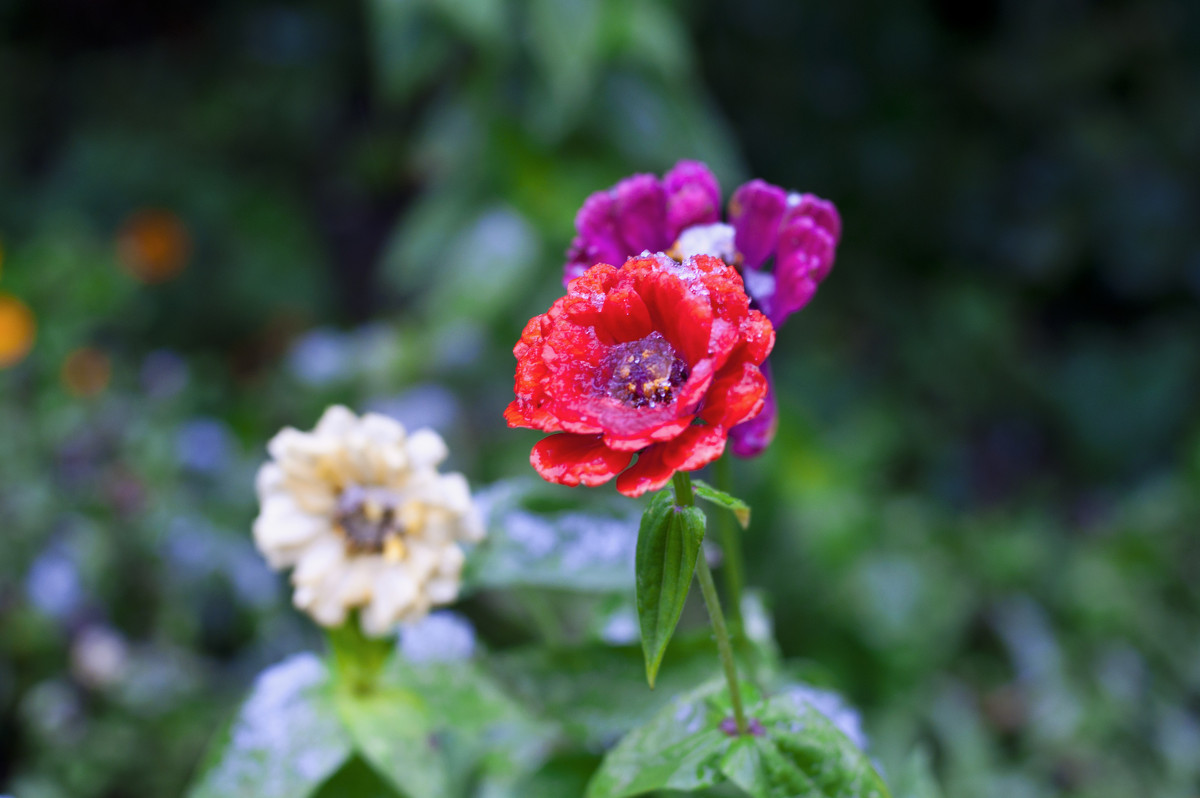 Первый снег - Venera Shafigullina