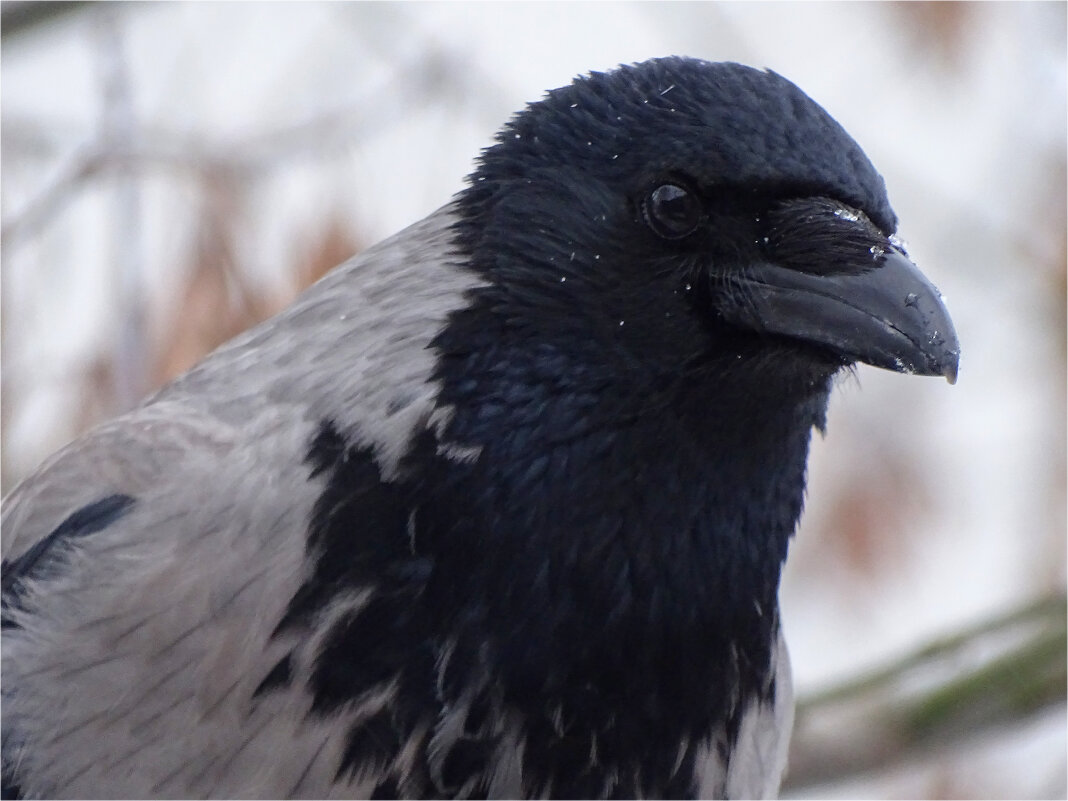 * - Елена Kазак (selena1965) * - Елена Kазак (selena1965)