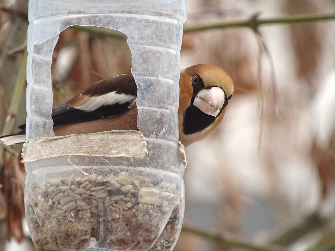 * - Елена Kазак (selena1965) * - Елена Kазак (selena1965)