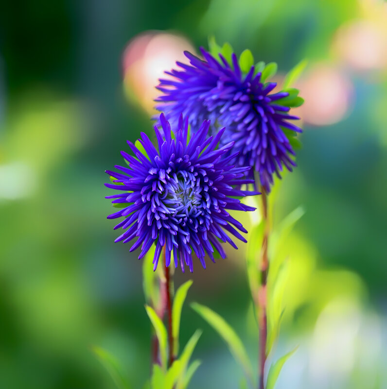 aster - Zinovi Seniak