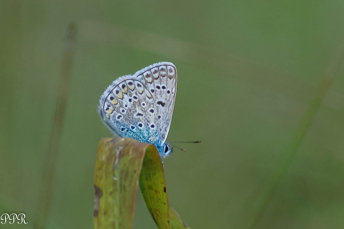 Голубянка - Павел Руденко