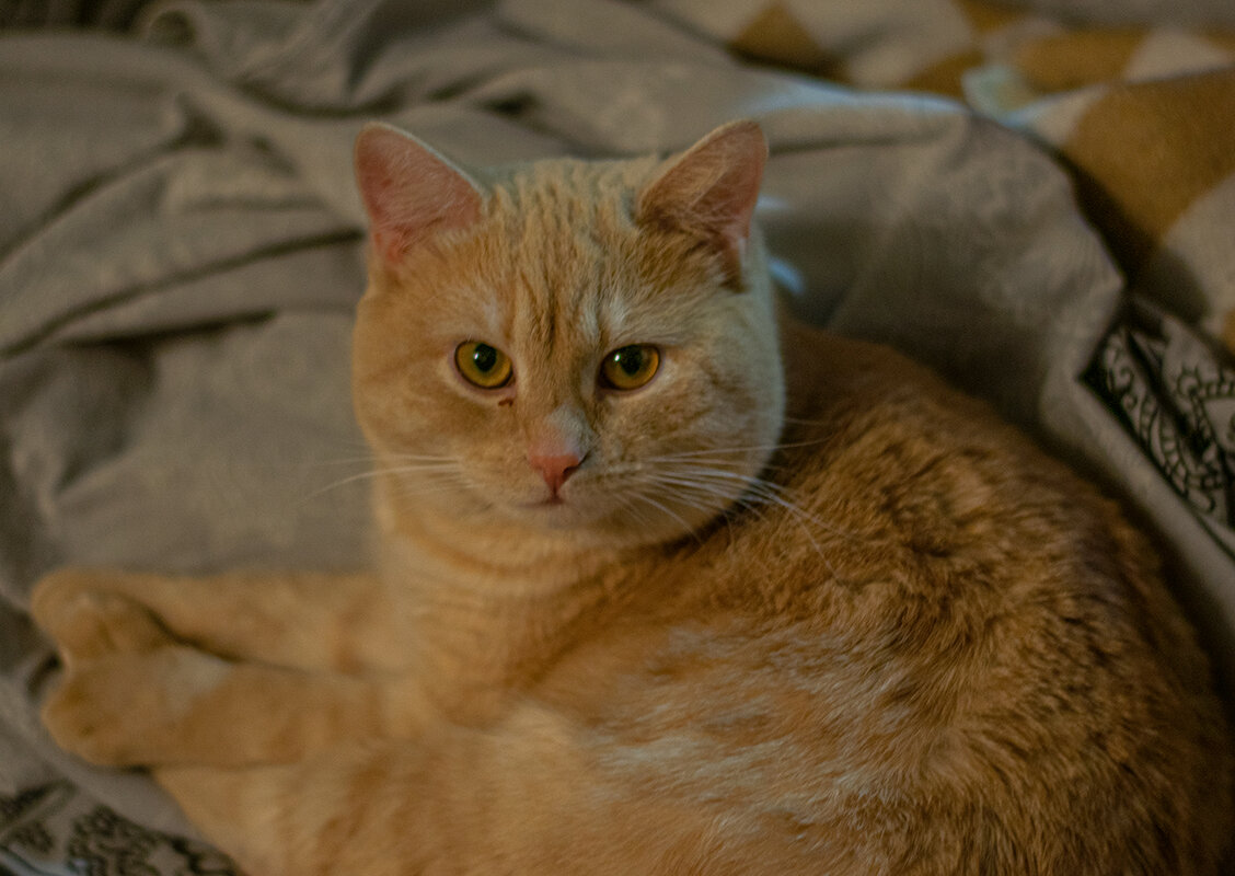 Барсик - Елена Перминова Барсик - Елена Перминова