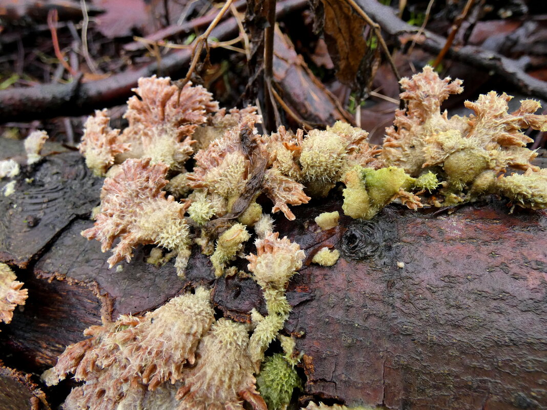 Щелелистник обыкновенный,  лат. Schizophyllum commune - Heinz Thorns