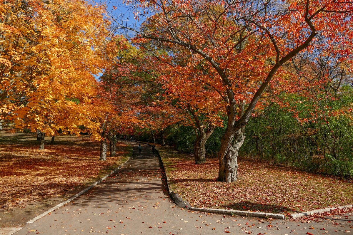 Одна из сакуровых аллей в парке High Park, Торонто - Юрий Поляков