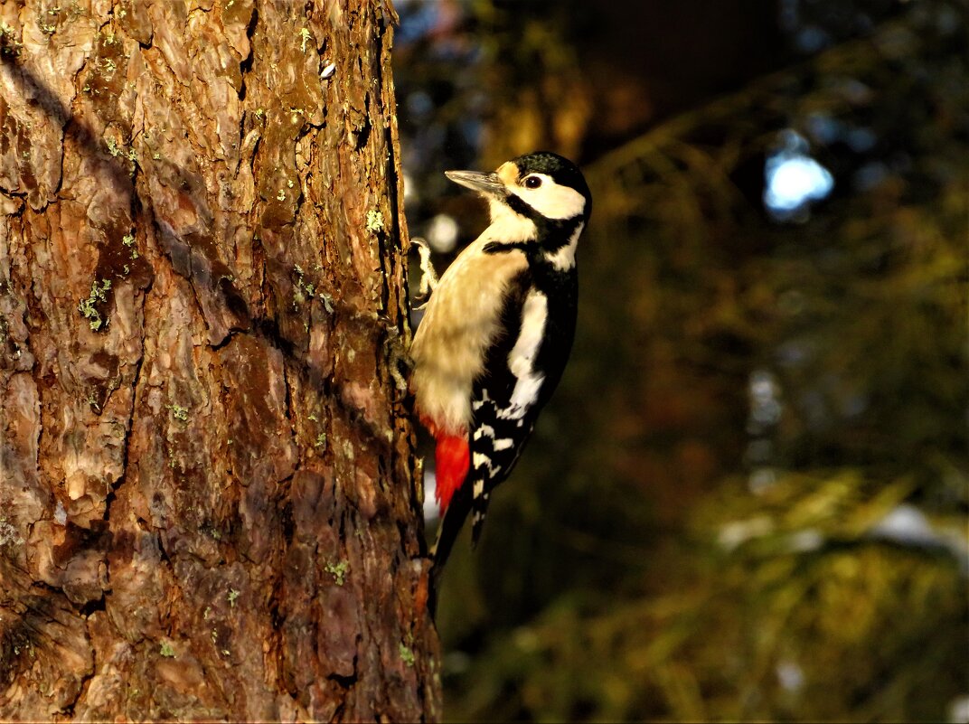 Дятел Большой и Пестрый.Самочка - Ольга Митрофанова