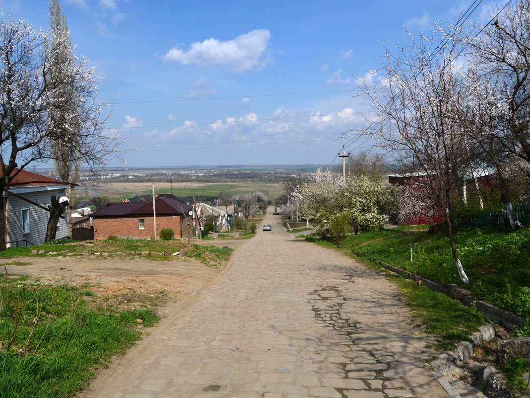 Новочеркасск. Цветут деревья на ул. Просвещения. - Пётр Чернега