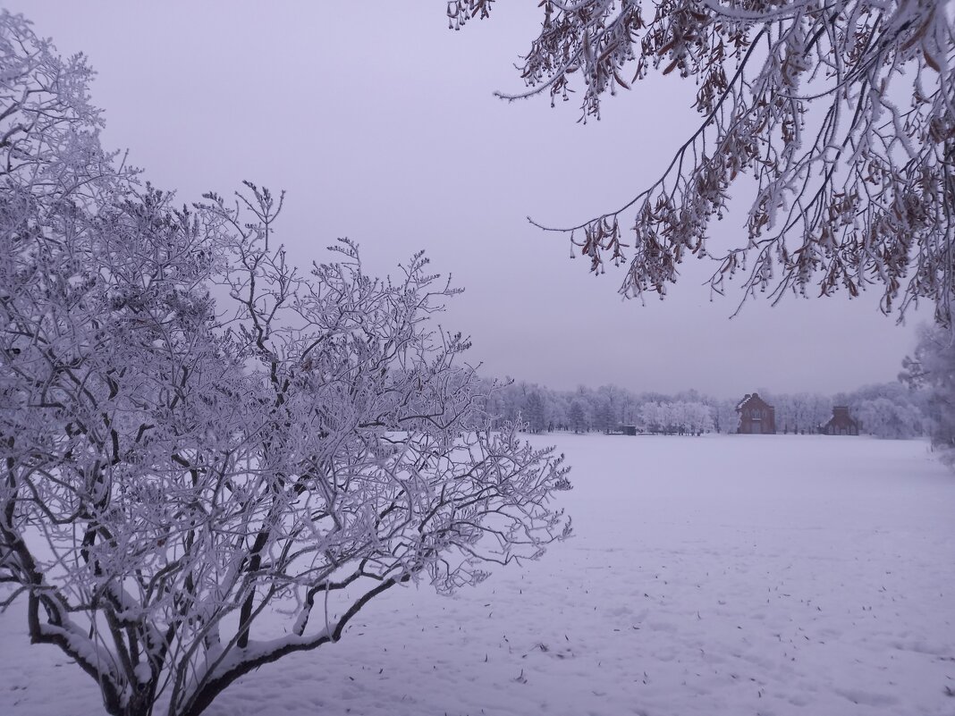 Зима - Сапсан Зима - Сапсан