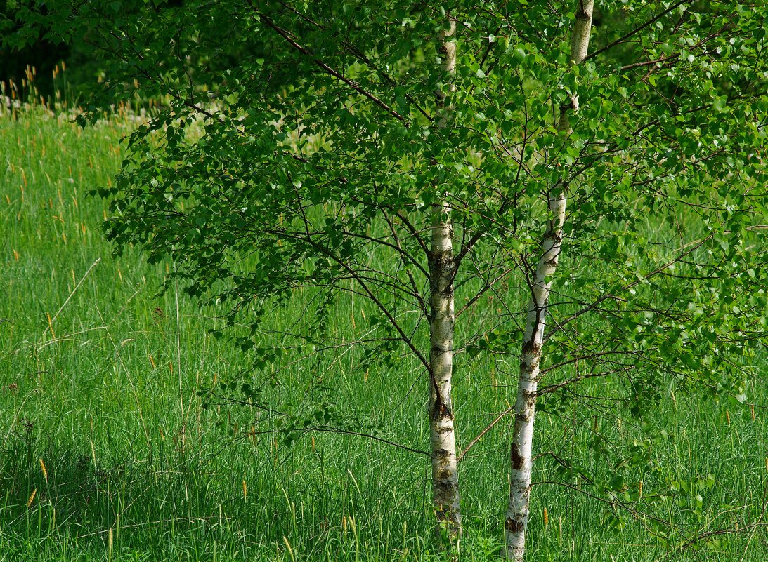 В конце мая - на пороге лета... - Юрий Куликов В конце мая - на пороге лета... - Юрий Куликов