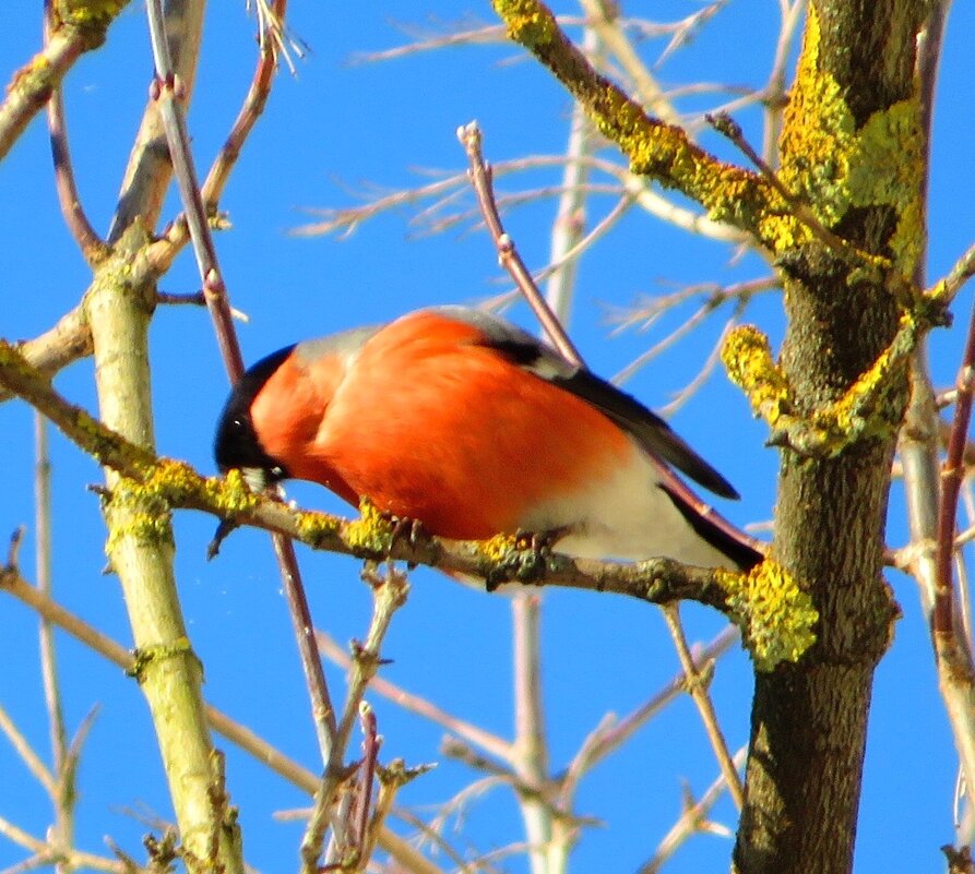 Красногрудый снегирь - Андрей Снегерёв Красногрудый снегирь - Андрей Снегерёв