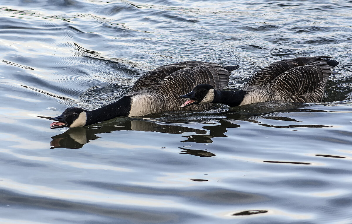 Крикливые казарки - Alexander Andronik Крикливые казарки - Alexander Andronik