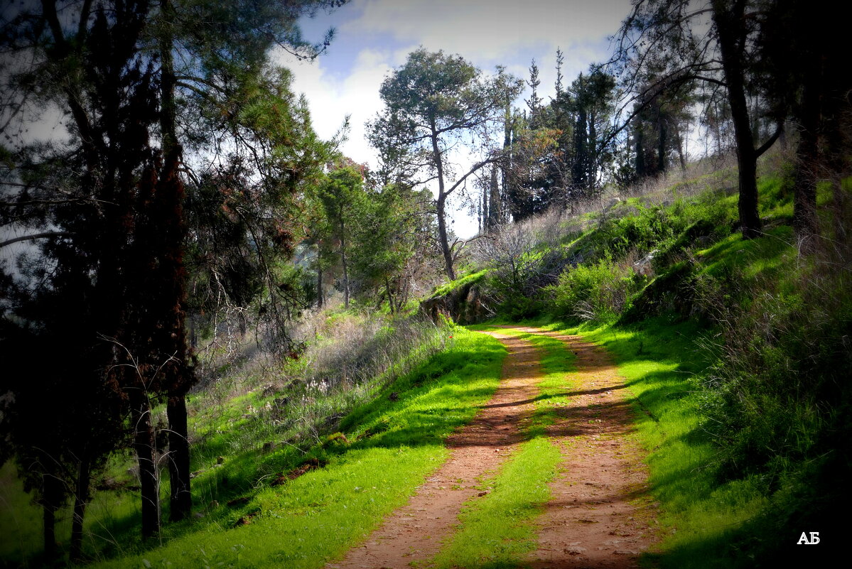 Лесная дорожка - Аркадий Басович Лесная дорожка - Аркадий Басович