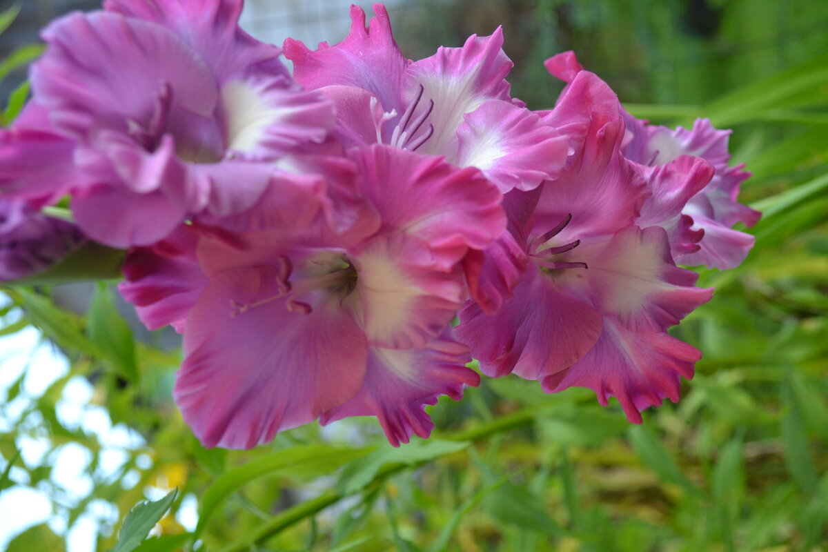 Гладиолус. - zoja Гладиолус. - zoja