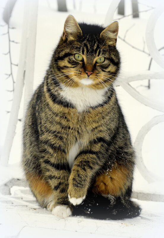 Такой вот котик - 4 - Сергей Такой вот котик - 4 - Сергей