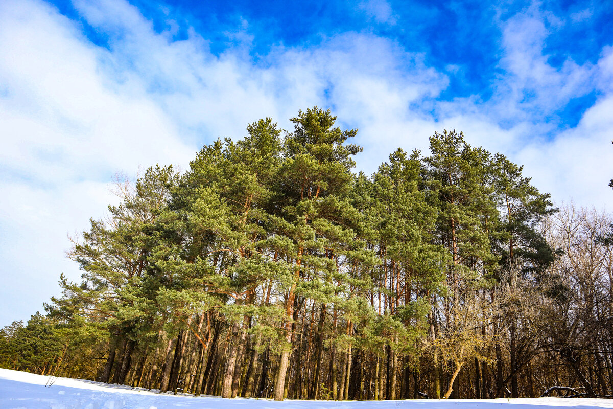 Лес - Екатерина Счасная Лес - Екатерина Счасная