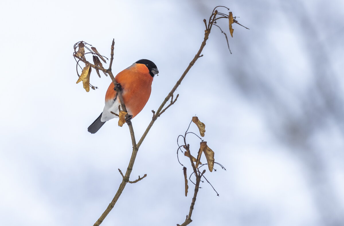 зимний лес, птички. - юрий макаров зимний лес, птички. - юрий макаров