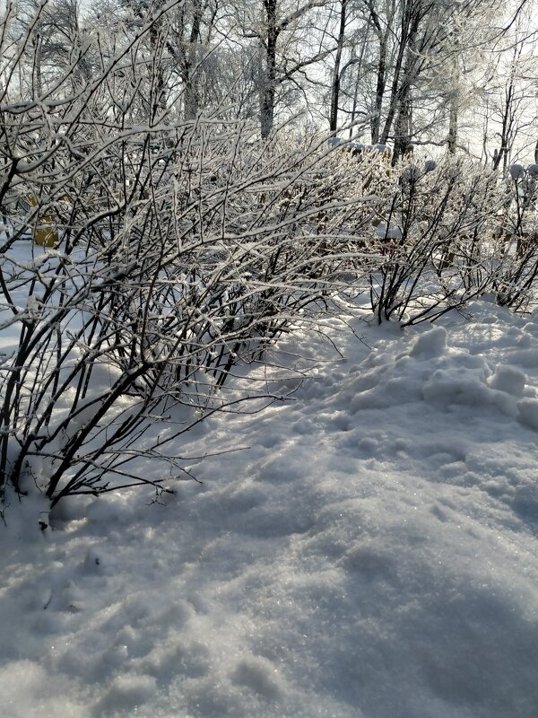 Морозной зимой среди мягкого снега..... - Наталия Павлова Морозной зимой среди мягкого снега..... - Наталия Павлова